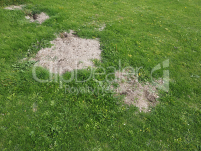 Mole holes in a lawn