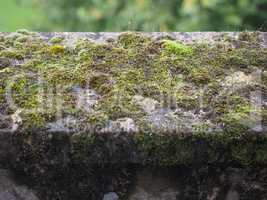 Moss on a concrete wall