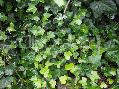 Ivy plant leaves