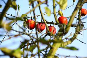 Herbst im Garten