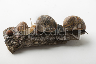 Some land snails have get together