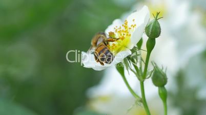 Macro of a bee pollinating a white flower
