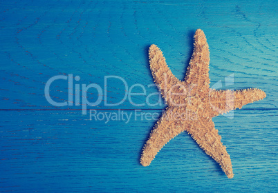 Starfish on a blue wooden background