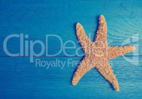 Starfish on a blue wooden background