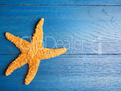 Starfish on a blue background