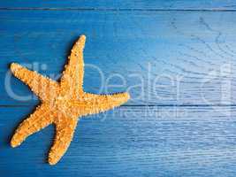 Starfish on a blue background