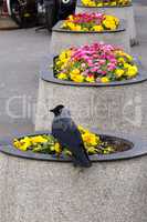 crow, flowerbed