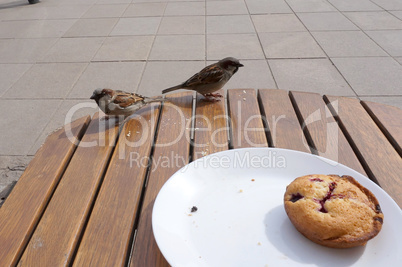birds, cafe, sparrow