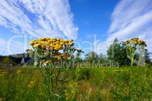 tansy, clouds, sky, field