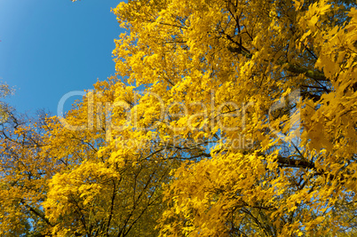 autumn, leaves, yellow trees