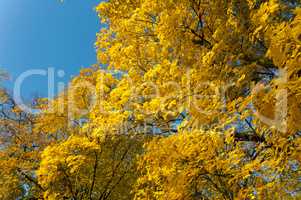 autumn, leaves, yellow trees
