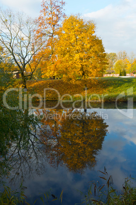 autumn, leaves, yellow trees