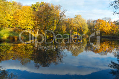 autumn, leaves, yellow trees