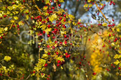 hawthorn, autumn, leaves, yellow trees