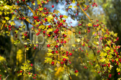 hawthorn, autumn, leaves, yellow trees