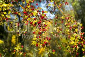 hawthorn, autumn, leaves, yellow trees
