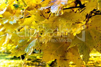 autumn, leaves, yellow trees