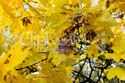 autumn, leaves, yellow trees