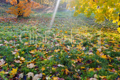 autumn, leaves, yellow trees