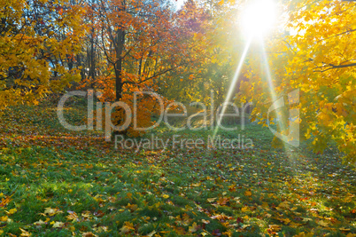 autumn, leaves, yellow trees