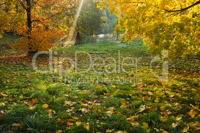 autumn, leaves, yellow trees