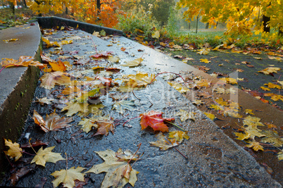 autumn, leaves, yellow trees