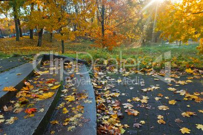 autumn, leaves, yellow trees