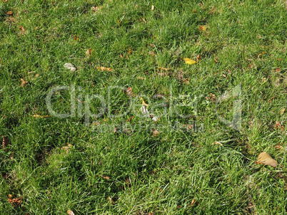 Green grass texture background