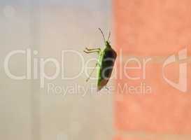 Green shield bug insect animal
