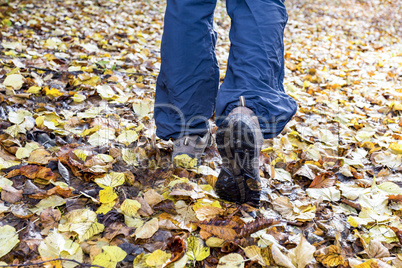 Walking in the autumn wood