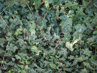 Ivy plant leaves