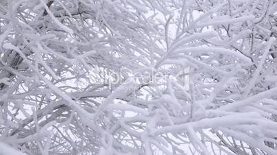 Baum mit Schnee