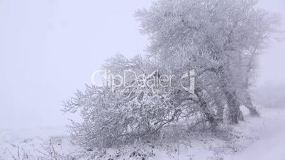 Baum mit Schnee