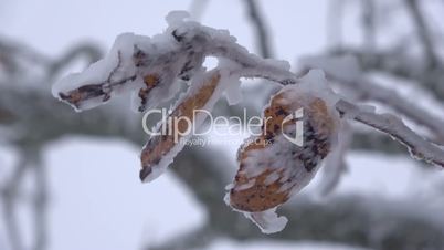 Welkes Blatt mit Schnee