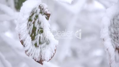 Welkes Blatt mit Schnee