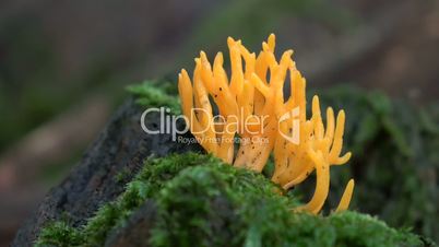 Klebriger Hörnling (Calocera viscosa)