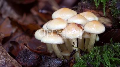 Orange-Schneckling (Hygrophorus pudorinus)