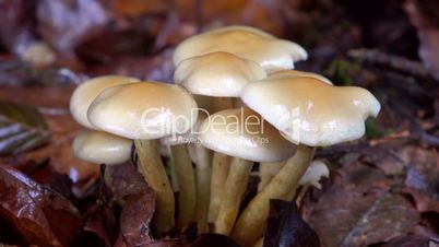 Orange-Schneckling (Hygrophorus pudorinus)