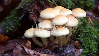 Orange-Schneckling (Hygrophorus pudorinus)