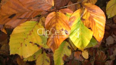 Herbstliche Buchenblätter