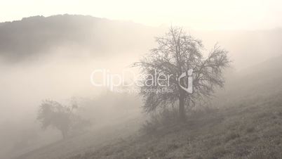 Nebel-Landschaft