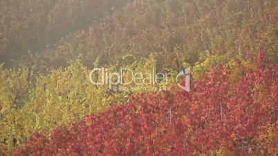 Weinberg im Herbst