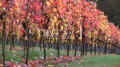 Weinberg im Herbst