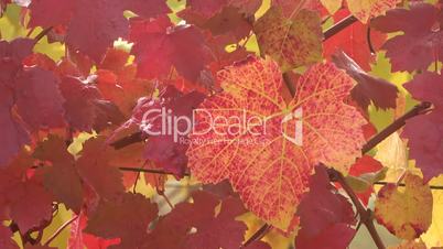 Weinberg im Herbst