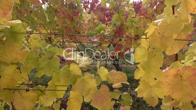 Weinberg im Herbst