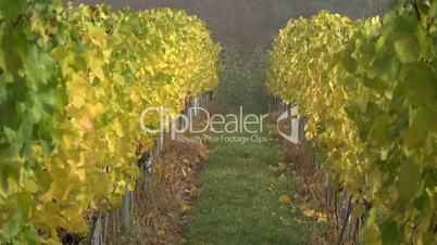 Weinberg im Herbst