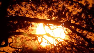 sunset through tree branch