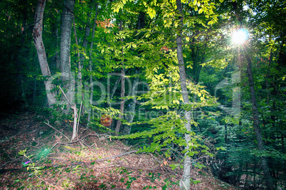 Bright sun makes its way through a dense crown of trees in the f
