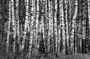 Birch trees black and white photo