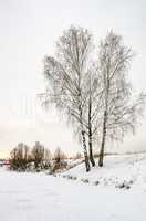 Birch on the shore in the winter
